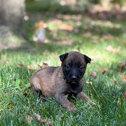 Elsa - Fawn female Belgian Malinois puppy in Linwood, Michigan from Gillis Malinois LLC