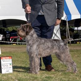Wirehaired Pointing Griffons from Dead Oak Griffons