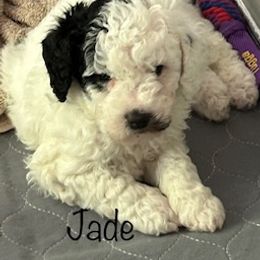 Bernedoodle Puppies from Heartland Kennels