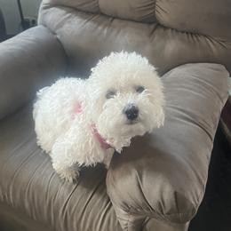 Xoey - White female Maltipoo puppy in Peekskill, New York from Dorothy Bunch's Maltipoos