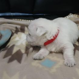 Girl 3 - White female West Highland White Terrier puppy in Morrison, Tennessee from Westies of Morrison
