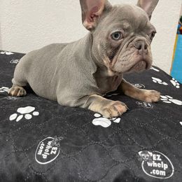 Girl 2 - Blue French Bulldog puppy in Florida from frenchie4family_