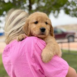 Miss Pink - Golden female Golden Retriever puppy in Las Vegas, Nevada from Leavitt Retrievers