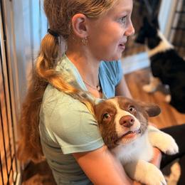 American Corgis and Cardigan Welsh Corgis from BeauCoup Corgis