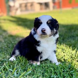 Flo - Black tri-color female Australian Shepherd puppy in Vista, California from Cummings Family Aussies