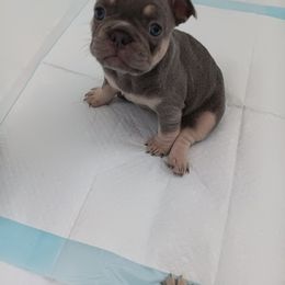 French Bulldog Puppies from Cassandra Hayes