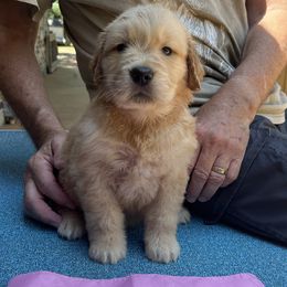 Girl 8 - Golden Retriever puppy in Shepherd, Texas from Wahkeen Golden Retrievers