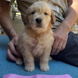 Girl 8 - Golden Retriever puppy in Shepherd, Texas from Wahkeen Golden Retrievers