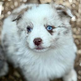 Neo - Red merle male Miniature Australian Shepherd puppy in Patterson, North Carolina from DreamLine Aussies