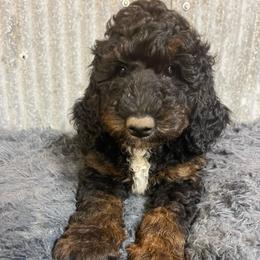 Red collar - Phantom male Goldendoodle puppy in Clarksville, Iowa from Iowa Heartland Doodles
