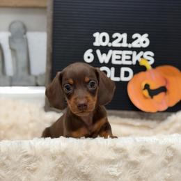 Mocha - Chocolate and tan female Dachshund puppy in Goodyear, Arizona from AZ Low Life Doxies