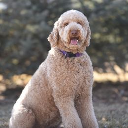 Phoebe - Poodle