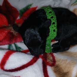 Baby boy 1 - Black male Poodle puppy in Templeton, Pennsylvania from Precious Poodle Babies