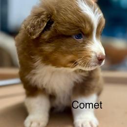 COMET - Red tri-color male Australian Shepherd puppy in Sheridan, Arkansas from Runnin’ Wild Ranch Aussies