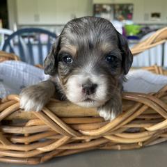 Australian Mountain Doodle Puppies from Tolman Acres