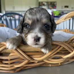 Australian Mountain Doodle Puppies from Tolman Acres