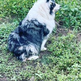 Miniature Australian Shepherds from Little Richie Creek Farm