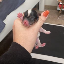 Biewer Terrier Puppies from Petit Bijou