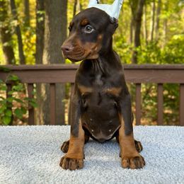 Girl - Pink Collar - Doberman Pinscher puppy from Wizard Ost Revolution kennel