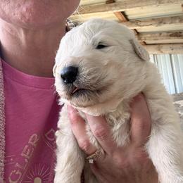 Male 6 - White male Maremma Sheepdog puppy in New Auburn, Wisconsin from Cordell Corgis
