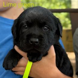 Boy 4 - Black male Labrador Retriever puppy in Wilson’s, Virginia from Cedar Hill Farm Labradors