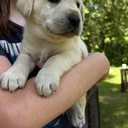 Green boy - Yellow male Labrador Retriever puppy in Anoka, Minnesota from Sunshine Acres