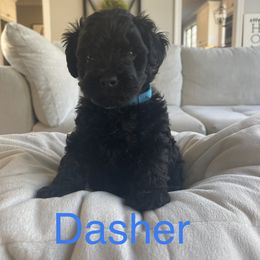 Yorkipoo Puppies from Bossman Yorkipoos