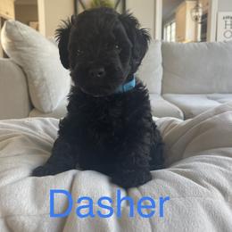 Yorkipoo Puppies from Bossman Yorkipoos