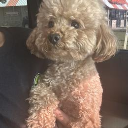 Bagges - Poodle