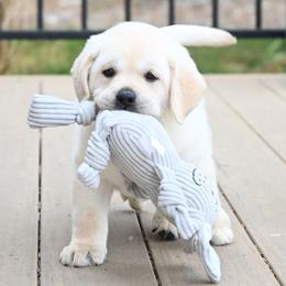 MR. ROYAL BonBon-Blue TBD - Yellow male Labrador Retriever puppy in Pasco, Washington from ROCK CREEK LABRADORS