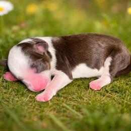 Beaux - Red & white male Toy Australian Shepherd puppy in Princeton, Louisiana from Legacy Hill Aussies