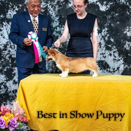 Golden Retriever and Pembroke Welsh Corgi Puppies from Silver Myst Acres