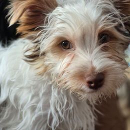 Buster - Chocolate, tan and white male Yorkshire Terrier puppy in Vanderbilt, Michigan from Yorkies of Northern M.I.