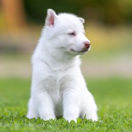 Siberian Husky Puppies from Lilbearshuskies