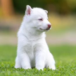 Siberian Husky Puppies from Lilbearshuskies