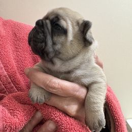 Boy 1 - Fawn male French Bulldog puppy in South Kingstown, Rhode Island from Deolin