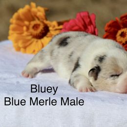 Bluey - Blue merle and white male American Corgi puppy in Scio, Oregon from Abundant Joy Corgis