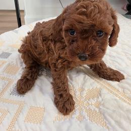 Jerry - Red  female Poodle puppy in Corona, California from Poodle house CA