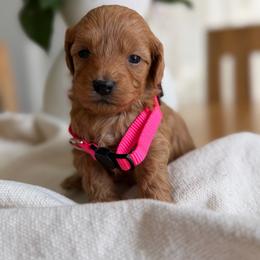 Rosie - Apricot female Australian Labradoodle puppy in Auburn, California from Poodles and Labradoodles breeder