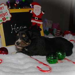 Hope - Black tri-color female Australian Shepherd puppy in Mocksville, North Carolina from Trailblazing Aussies
