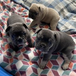 French Bulldog puppies from SC Frenchies