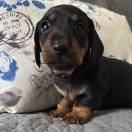 Black Collar Boy - Black and tan male Dachshund puppy in Orange Lake, Florida from Cameo Dachshunds
