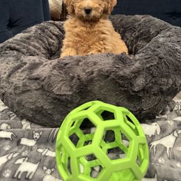 Goldendoodle Puppies from Mini Goldendoodles of New England
