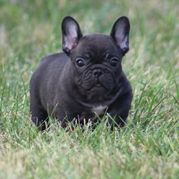 American Bulldog, French Bulldog, and Shorty Bull Puppies from Bingham's Bulldogs LLC