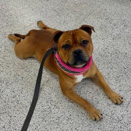 Darwin - Staffordshire Bull Terrier