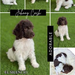 Johnny Cash - Phantom male Poodle puppy in Middlebourne, West Virginia from El Silencio Standard Poodles