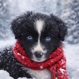 Winter - Black & white female Miniature Australian Shepherd puppy in Alexandria, Virginia from Fairfax Aussies