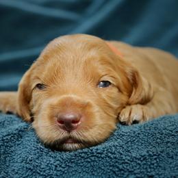 Misty - Caramel red female Australian Labradoodle puppy in Stanwood, Washington from Victoria Creek Australian Labradoodles