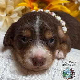 Elowen - Chocolate and cream female Dachshund puppy in Fayetteville, West Virginia from Loop Creek Dachshunds