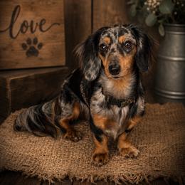 Anna - Dapple female Dachshund puppy in Winter Haven, Florida from Davidson's Dachshunds